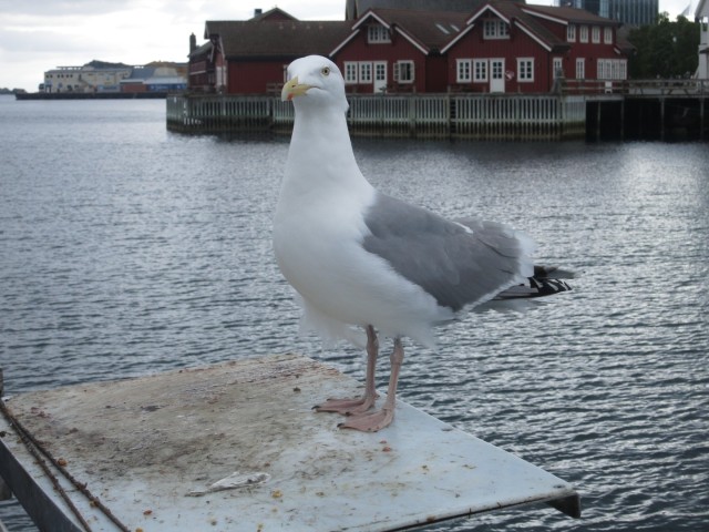 Hurtigruten_2015-06-25_18-16-3